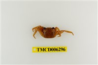 藏品(白紋方蟹)的圖片